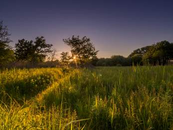 Sunlight over Askham Bog