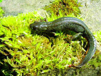 Great Crested Newt