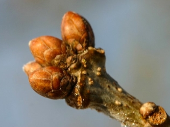 Oak buds