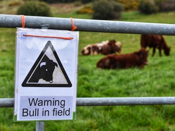 Bull in field sign at Stirley