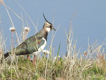 Lapwing © Richard Scott 2019