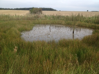 Vegetation spreading across a dew pond