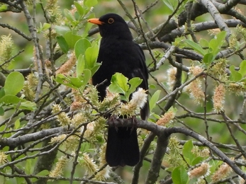 Blackbird - AdelDam