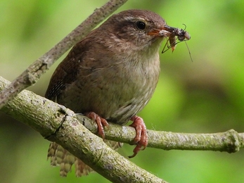 Wren - AdelDam