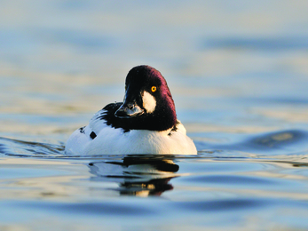 Goldeneye duck (c) Fergus Gill