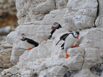 Puffins at Flamborough Cliffs
