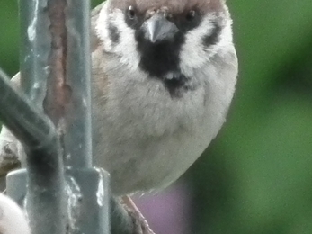 Tree sparrow ♂ © Jon Traill