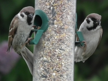 Tree sparrows ♂ © Jon Traill