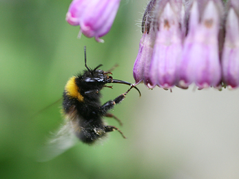 Garden bumblebee (c) Penny Frith