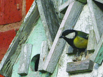 Great tit (c) Gillian Day