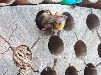 Red Mason Bee (c) Jono Leadley