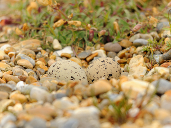 A nest of eggs on the ground