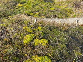 Lots of sphagnum behind coir logs