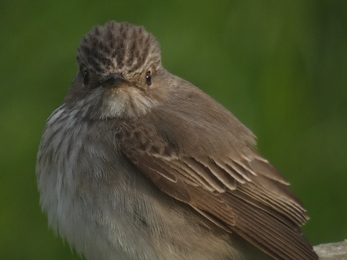 A squat brown bird looks directly into the camera.