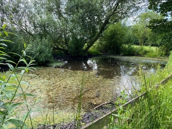 View of a thriving pond surrounded by lush greenery in summer after restoration work to improve it.
