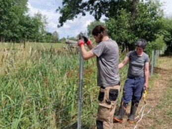A couple of volunteers install a new metal wire fence on the side of a reedbed.