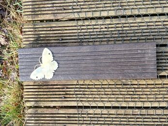 A flat wooden plaque with a white butterfly silhouette attached, set on a wooden surface with wire mesh, surrounded by grass and leaves.
