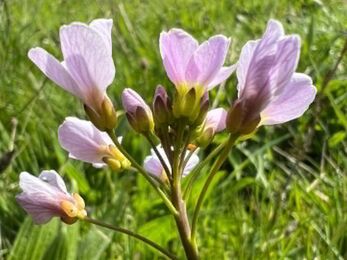 Close-up of delicate pale purple flowers with yellow centers on a thin stem, surrounded by lush green grass and foliage in bright daylight.
