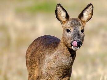 A young roe deer stands in dry, pale grass, with its tongue flicking out towards its nose.