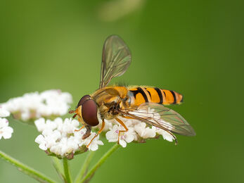 A close-up, side view of a hoverfly with a striped yellow and black abdomen, large compound eyes, and translucent wings rests on a cluster of small white flowers against a blurred green background.