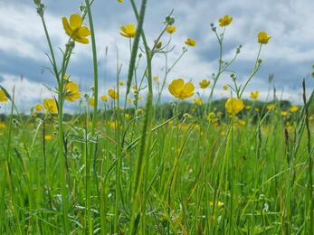 A low-angle shot of a meadow filled with vibrant yellow buttercups and lush green grass under a cloudy sky.