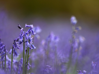 Spanish bluebell