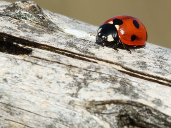 Seven spot ladybird (c) Vaughn Matthews