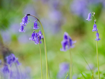 Common bluebell