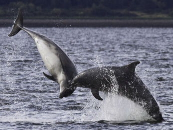 Two bottlenose dolphins jump out of the ocean