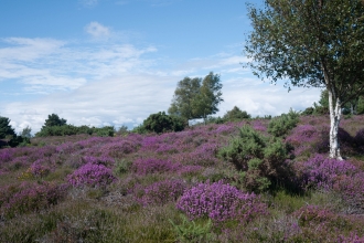 Lowland heathland