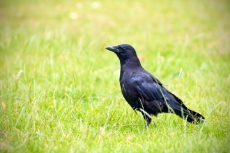 Carrion crow