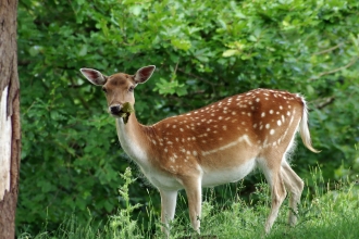 Fallow deer