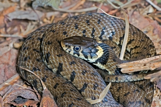 Grass snake