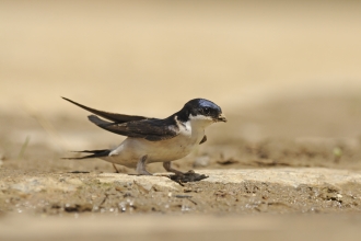 House martin