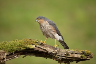 Birds of prey  Yorkshire Wildlife Trust