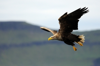 Birds of prey  Yorkshire Wildlife Trust