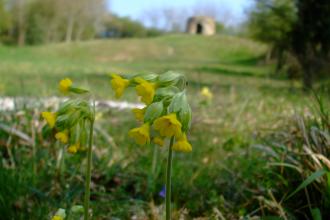 Chafer Wood Nature Reserve - Laura Popely