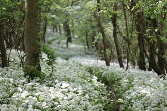 Hetchell Wood Nature Reserve - Joanna Richards