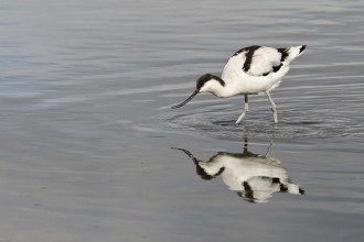 Avocet