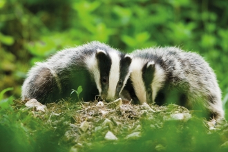 Badgers