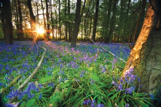 Bluebell Woodland