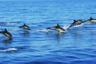 Common Dolphins