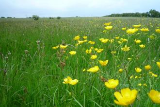 Hodgson's Fields Nature Resrve - Kirsty Brown