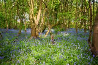 Hollinhurst Wood Nature Reserve