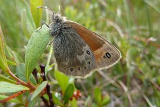 Large heath butterfly - Allan Rodda
