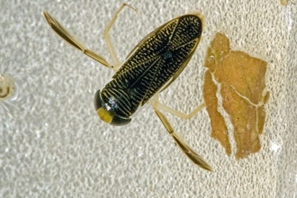 Lesser Water Boatman