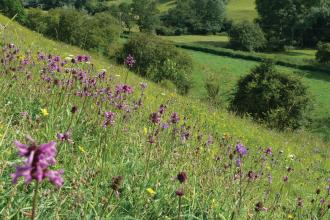 Brockadale Nature Reserve - Paul Simmons