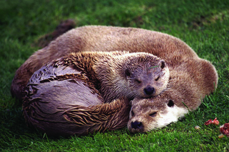 Sleeping Otters