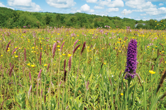 Wildflowers