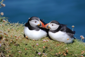 Puffins kissing